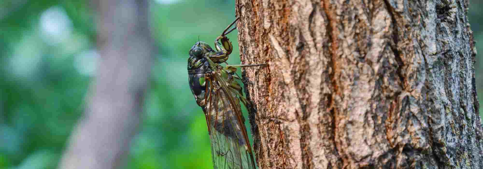 La cigale, insecte du sud au chant typique des jardins en été