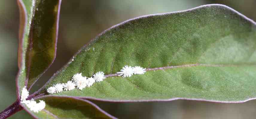 parasites du ficus