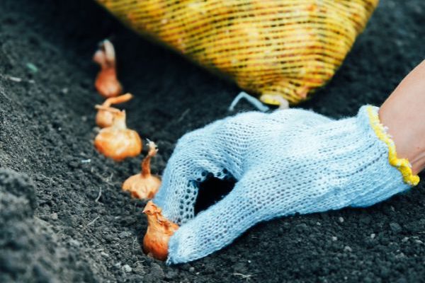 Comment planter des oignons au potager ?