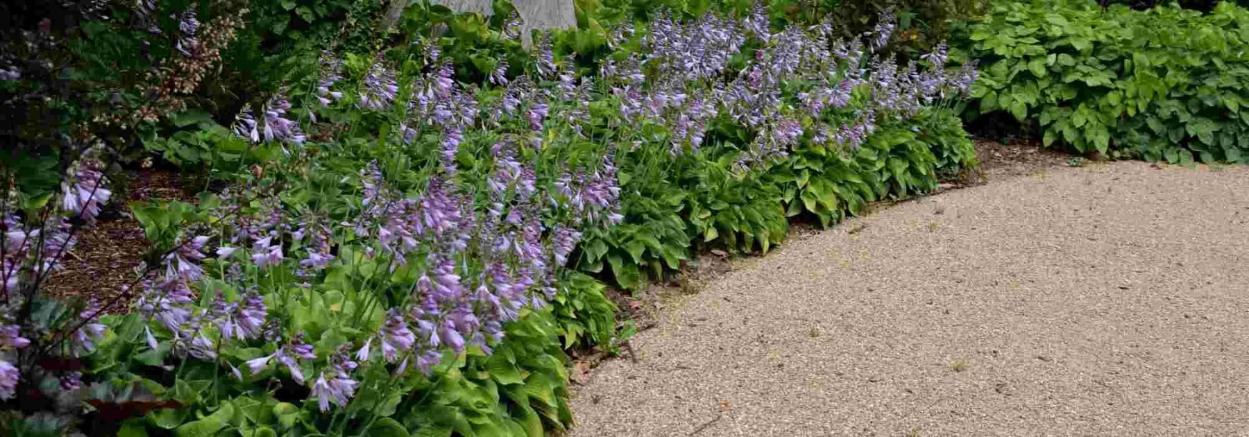 Comment couvrir le sol sans se laisser envahir ? Nos plantes couvre-sol favorites
