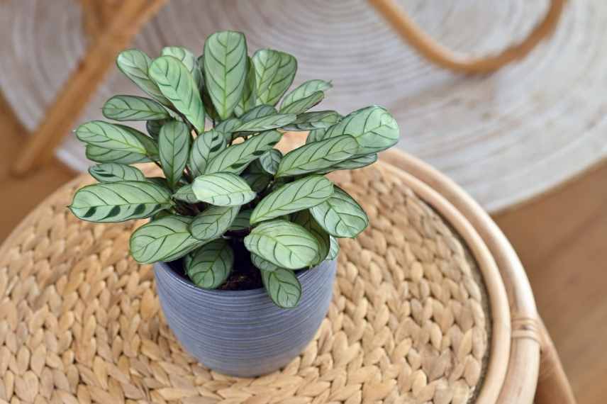 ctenanthe maladies et ravageurs