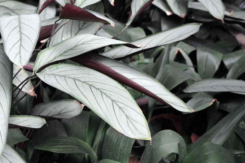 ctenanthe conditions de culture
