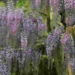 Glycine de Chine ou glycine du Japon : notre guide pour les reconnaître