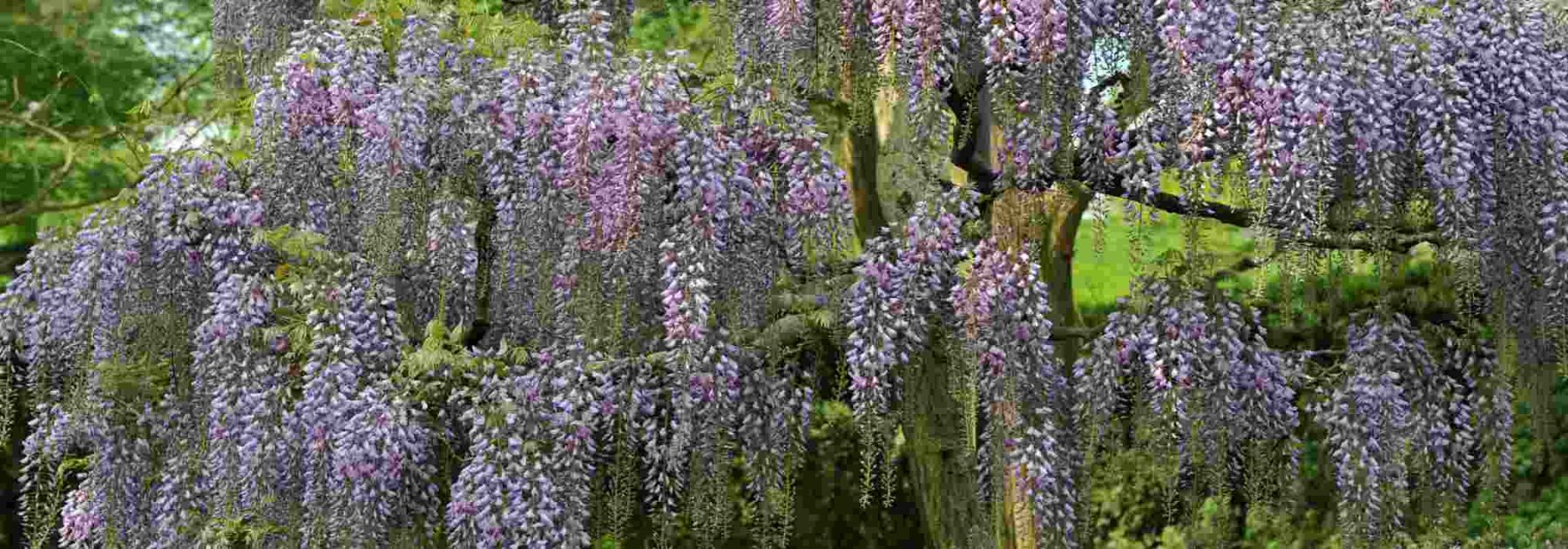 Glycine de Chine ou glycine du Japon : notre guide pour les reconnaître