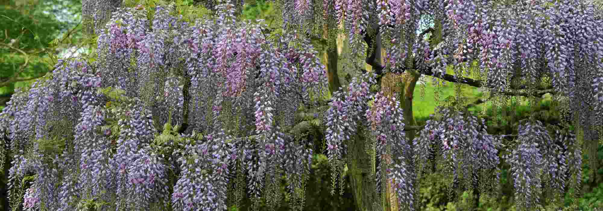 Glycine de Chine ou glycine du Japon : notre guide pour les reconnaître