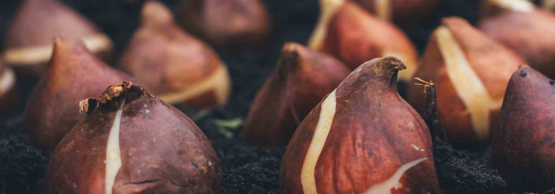 Tout savoir sur les différents bulbes à fleurs pour réussir leur culture