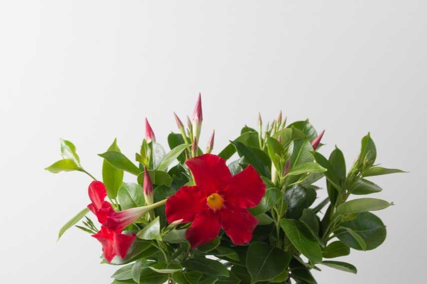 dipladenia au port compact et buissonnant
