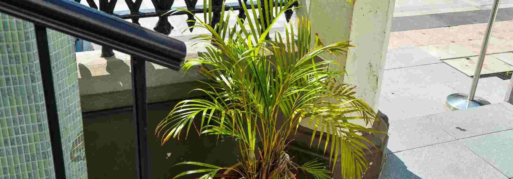 Dypsis, palmier Areca : maladies et parasites