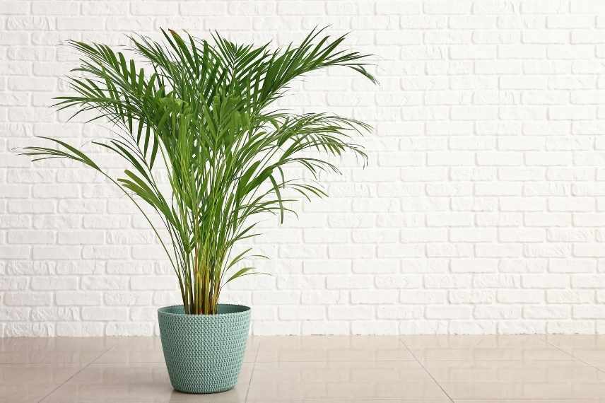 dypsis prévention des maladies et parasites
