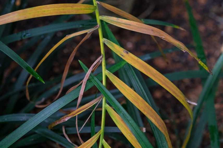 dypsis maladies