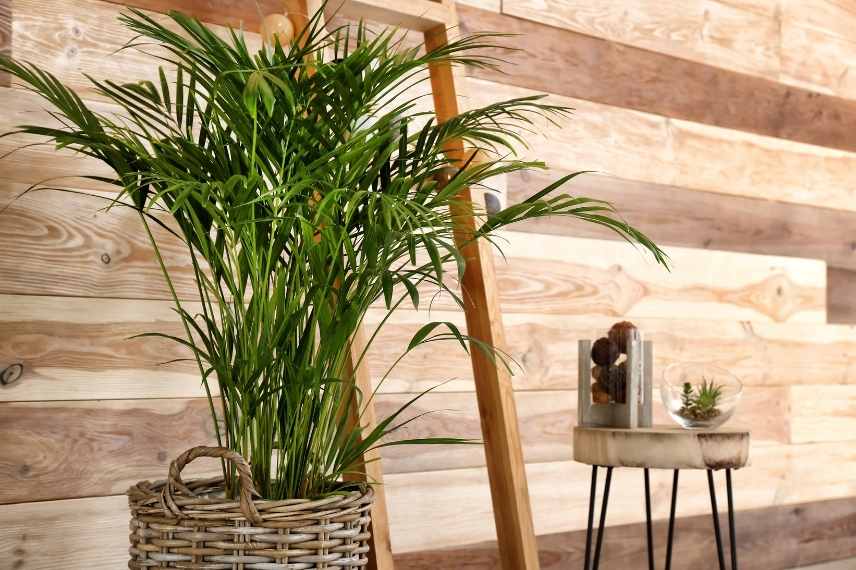 dypsis lutescens maladies et ravageurs