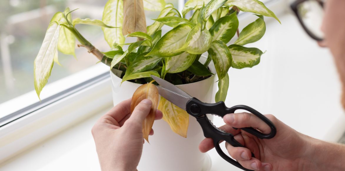 Les feuilles jaunes d'un Dieffenbachia doivent être supprimées régulièrement.