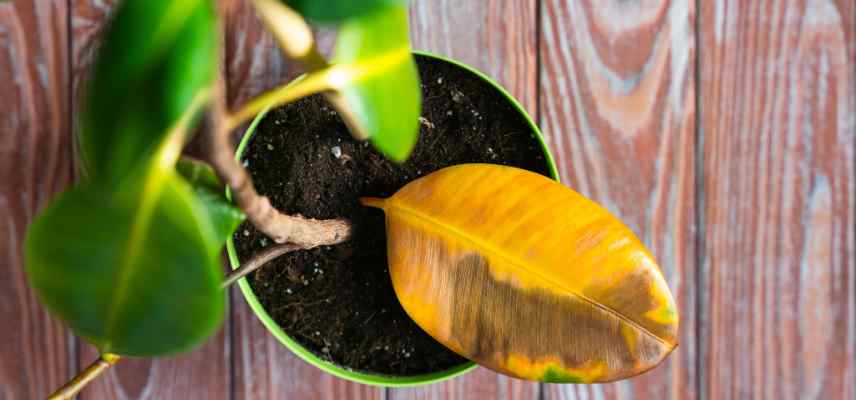 causes ficus malade