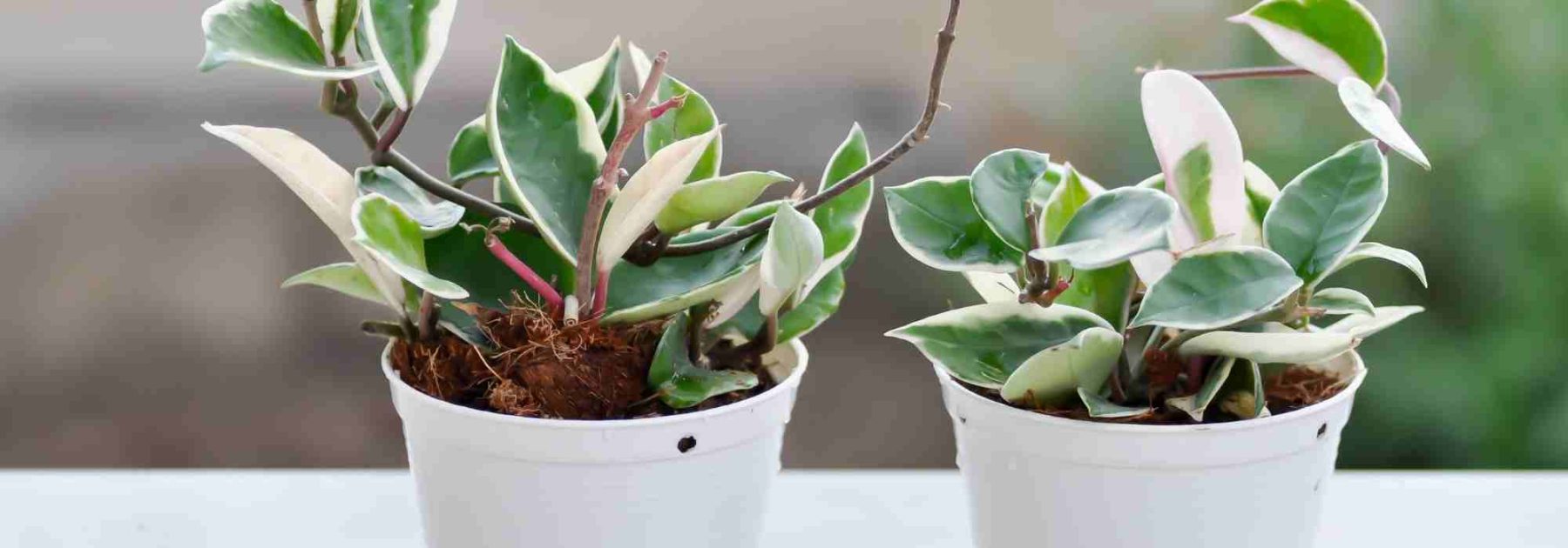 Hoya : que faire après l'achat ?