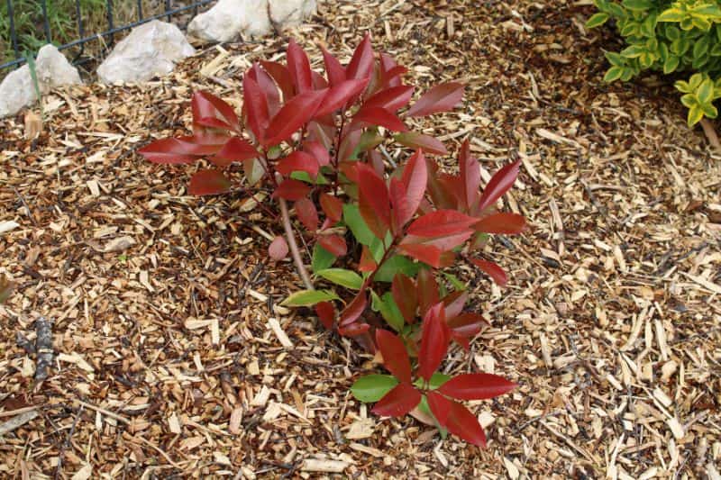 A young Photinia 'Red Robin'