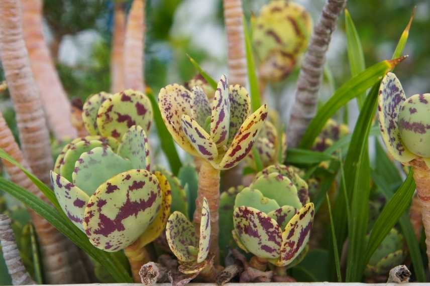 Un Kalanchoe marmorata