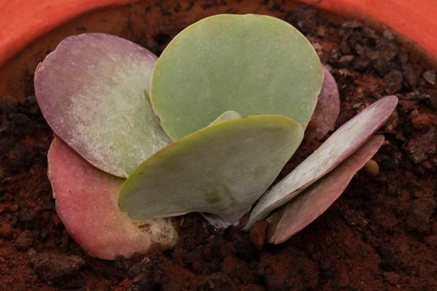 Feuillage d'un jeune  Kalanchoe thyrsiflora