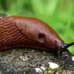 Limaces au jardin : comprendre leur cycle de vie pour mieux les maîtriser