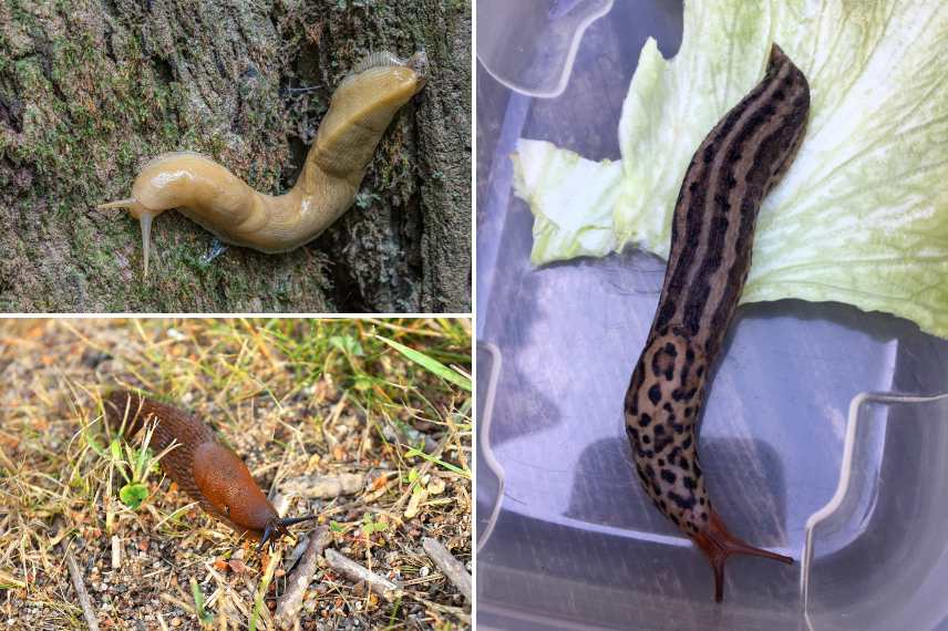 espèces de limaces