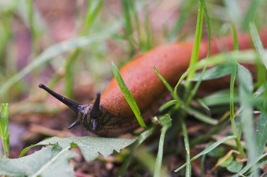 limaces refuges la journée