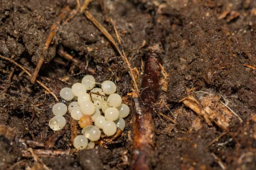 limaces reproduction