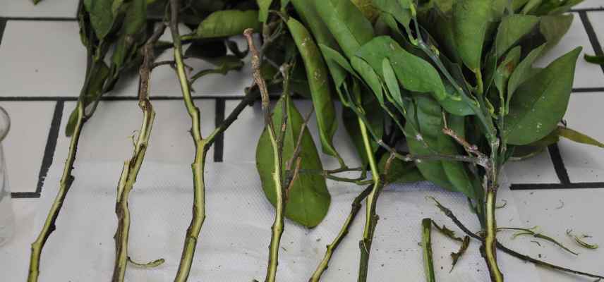 Phoma tracheiphila