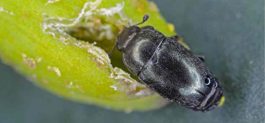 Meligethe aeneus