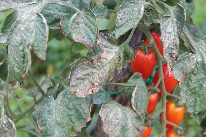 mildiou tomates traitement et prévention