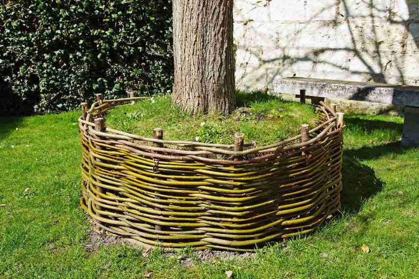 osier comme bordure
