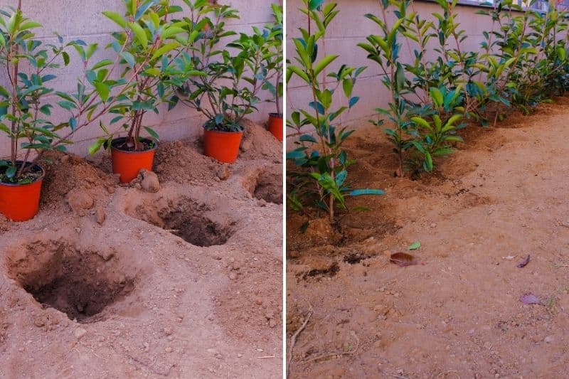 Photo 1: holes are dug to plant Photinias. Photo 2: the Photinias have been planted.