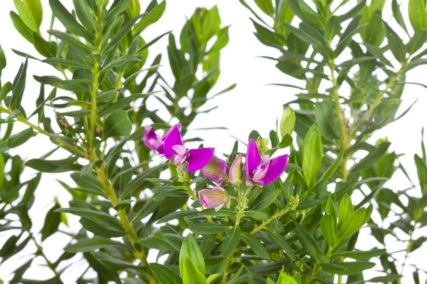 polygala en pot