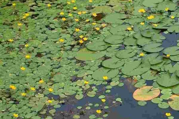 Comment nettoyer un bassin envahi par les nénuphars ?