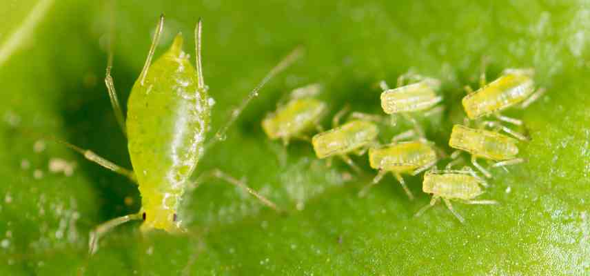 parasites sur ficus