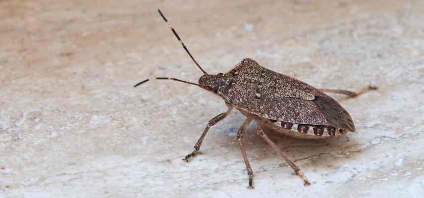 Halyomorpha halys