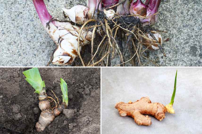 plantes a rhizomes