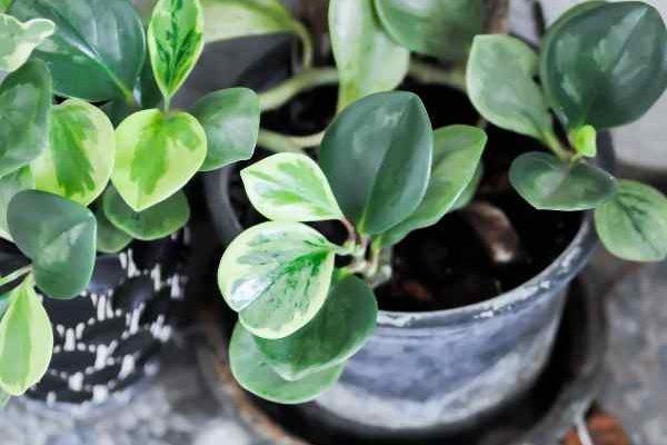 Comment rempoter un Peperomia ?