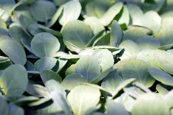 Comment semer le brocoli, un légume riche en nutriments !