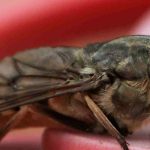Le taon, un insecte saisonnier et redoutable