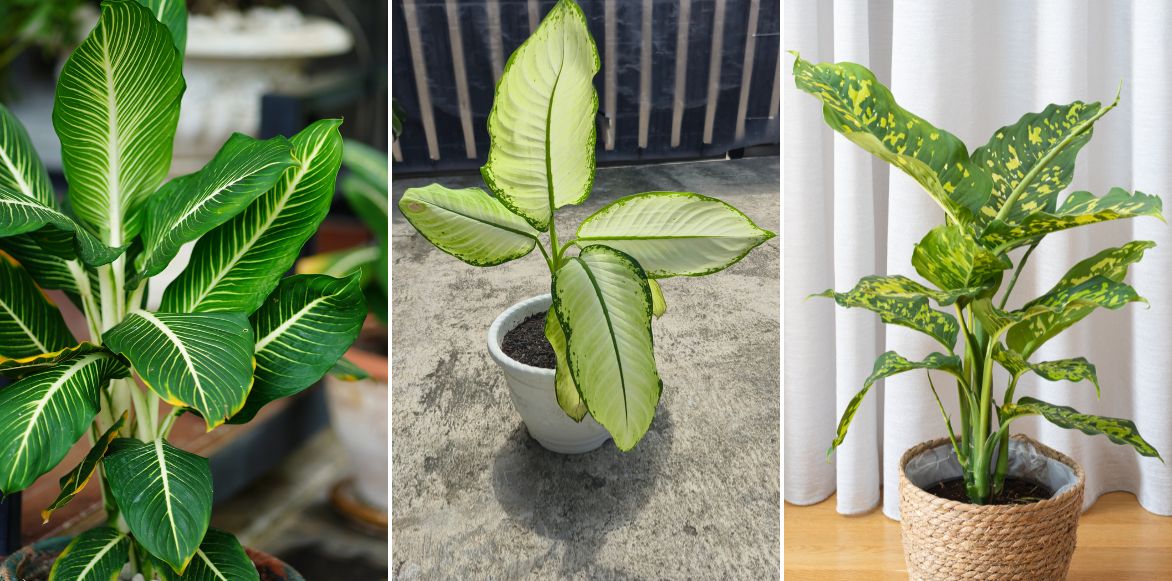 Variétés différentes de Dieffenbachia ou Canne des muets