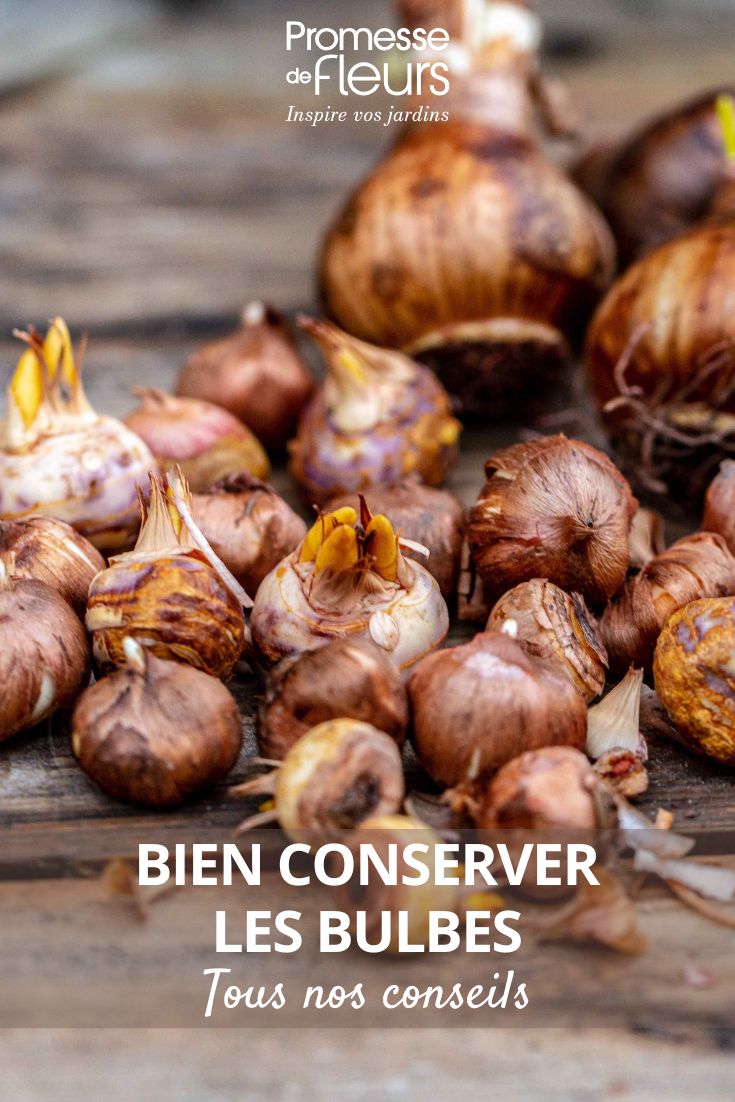 Bien conserver ses bulbes notre guide complet Crocus and Daffodil Bulbs