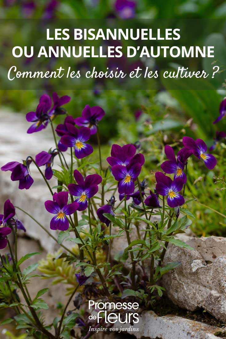 Bisannuelles-ou-annuelles-d-automne Conseils pour choisir et pour cultiver les bisannuelles