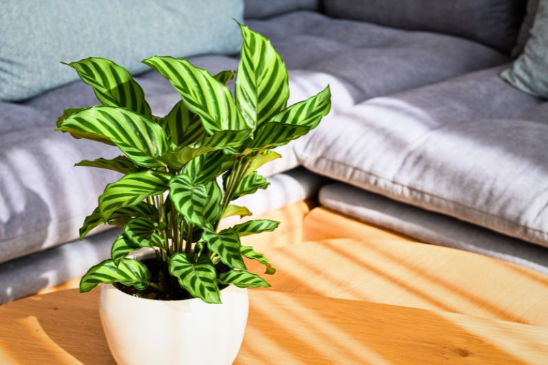 A potted Calathea indoors