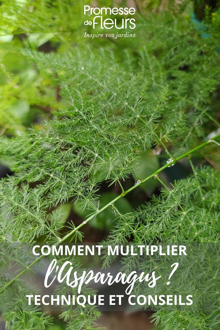 feuille Asparagus