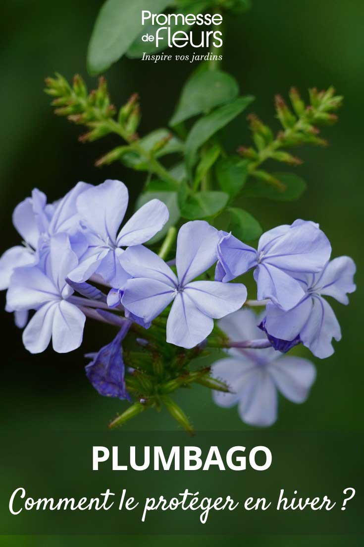 Comment-proteger-le-Plumbago-en-hiver Hivernage du Plumbago