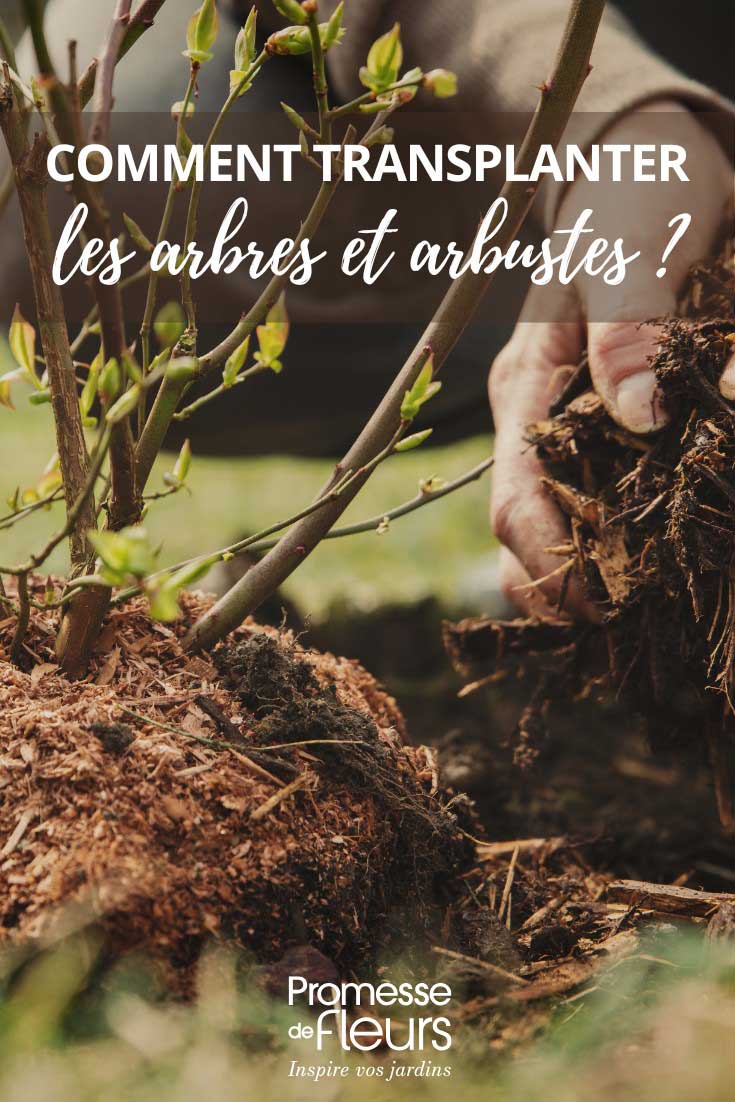 Comment-transplanter-arbres-et-arbustes Reussir la transplantation des arbres et arbustes