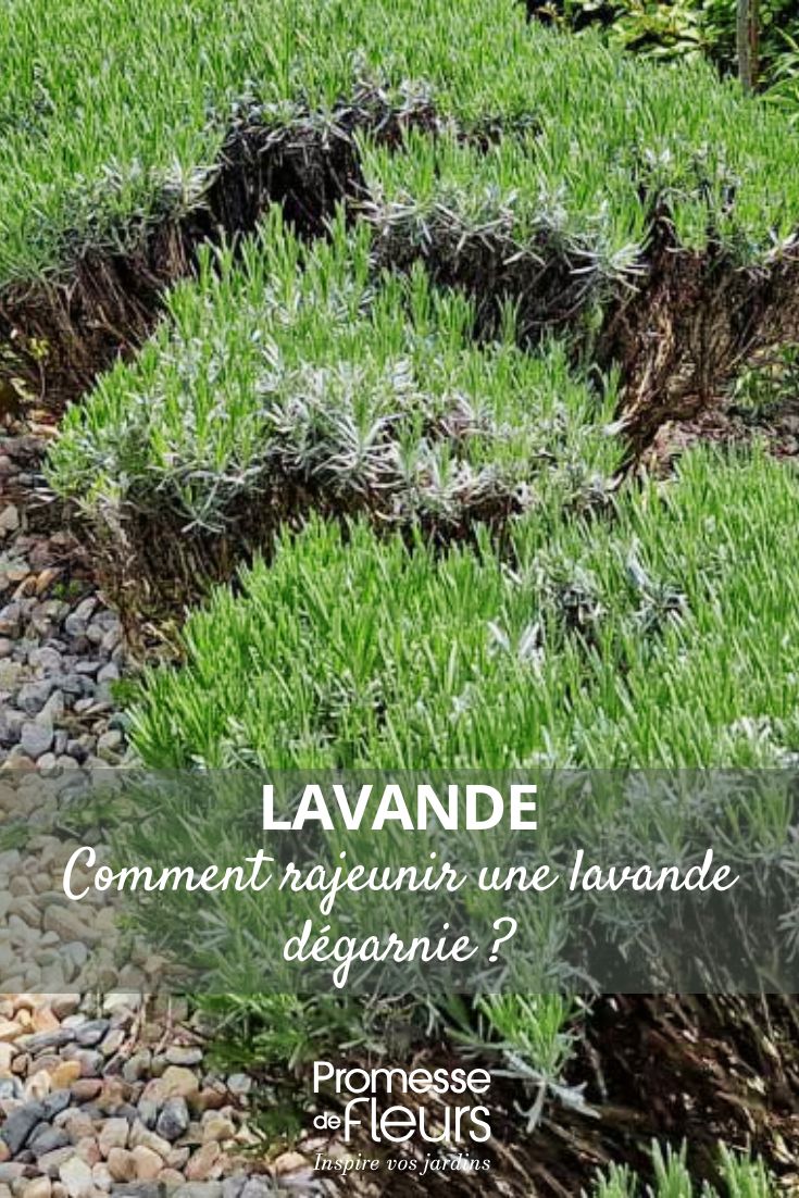 entretien vieille lavande