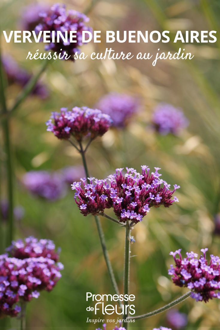 cultiver la verveine de buenos aires Verbena bonariensis