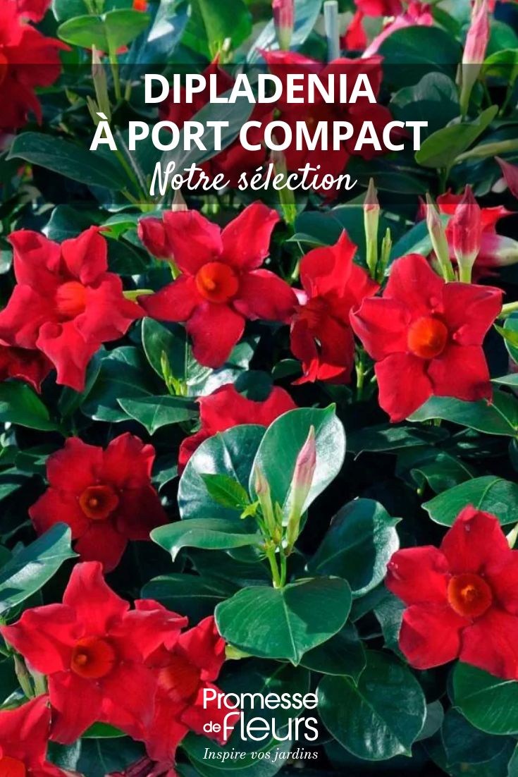 Dipladenia à port compact notre sélection des meilleures variétés Dipladenia x sanderi Diamantina® ‘Jade Scarlett’