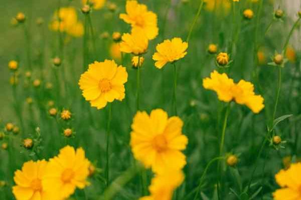 Comment diviser les Coreopsis pour les rajeunir et les multiplier ?