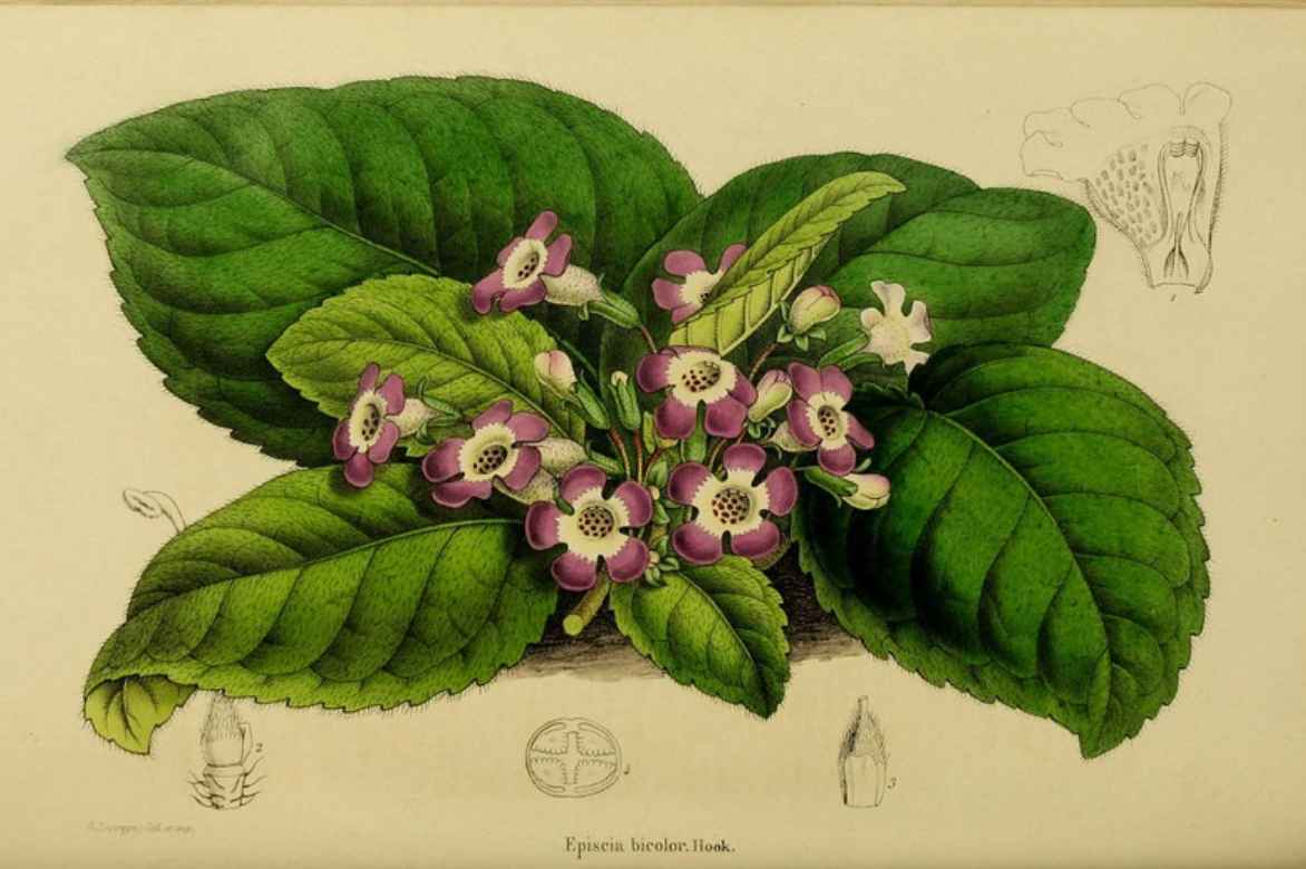 Episcia botanique